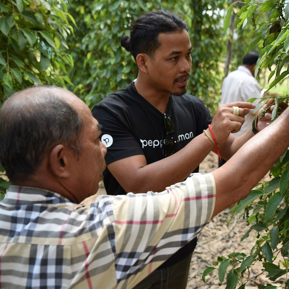 Pepřový byznys: jak to chodí na plantážích?