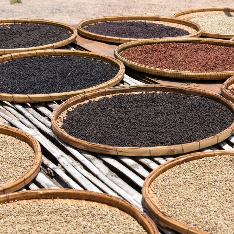 3 barvy pepře – 1 rostlinka