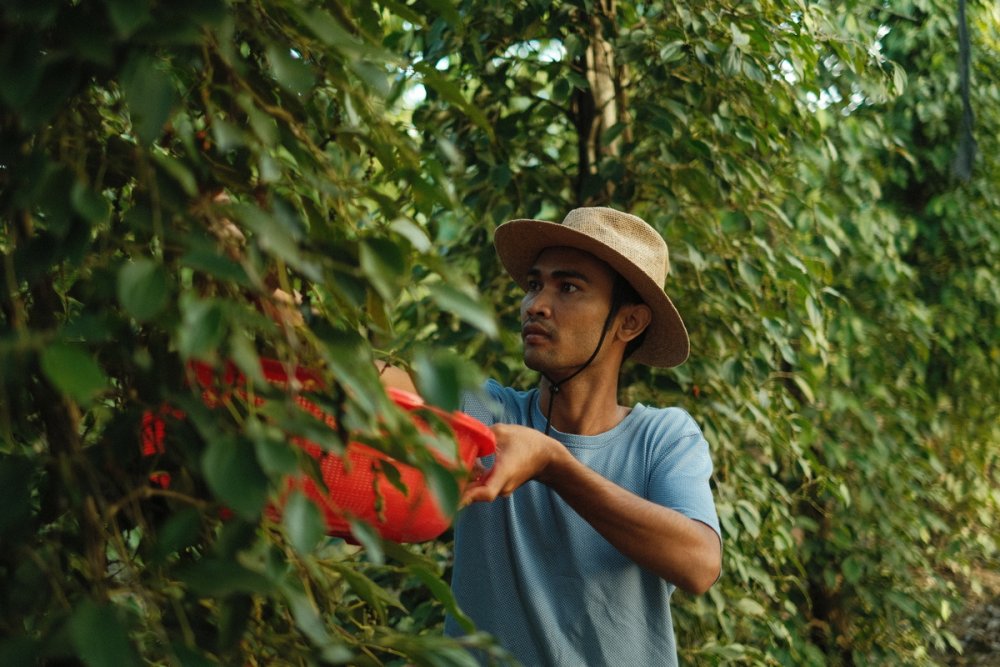Proč je Kampotský pepř lepší než běžné pepře z obchodu?