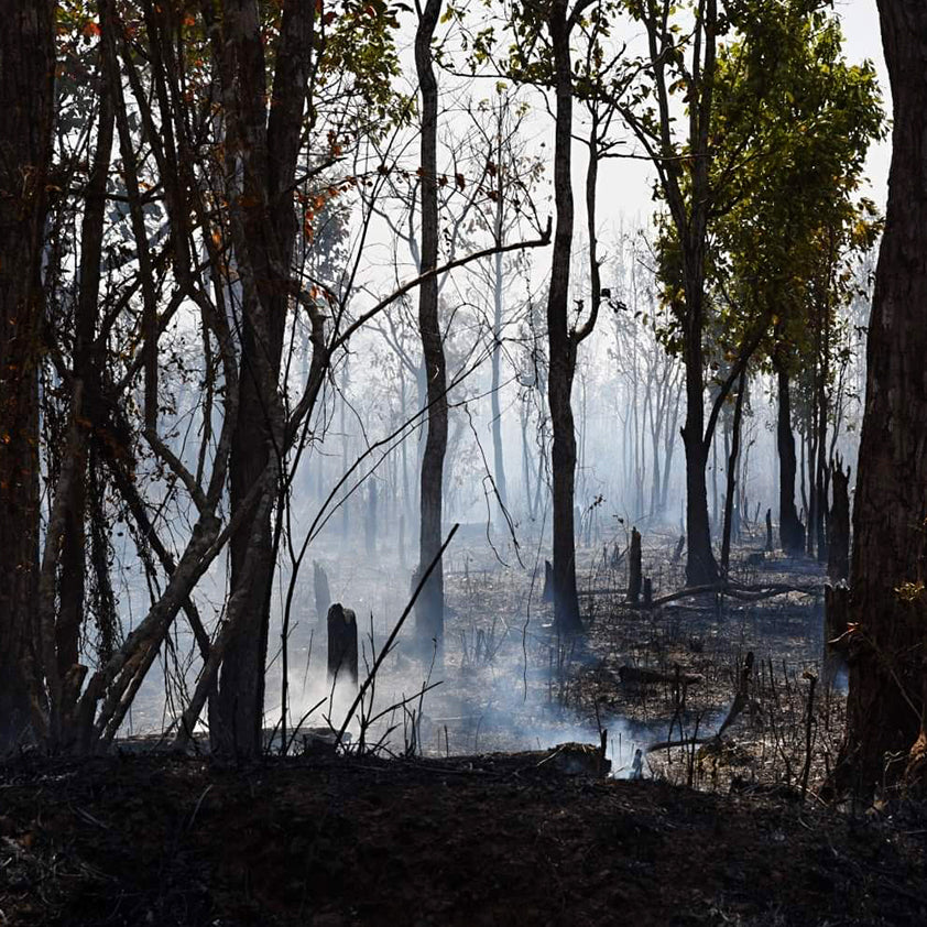 Drtivá historie: proč byl Kampotský pepř dvakrát zcela zničen?