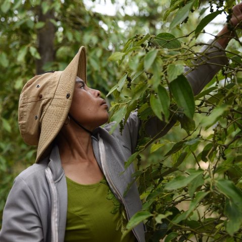 Kouzelný Kampot – pepř, mořské plody a hory