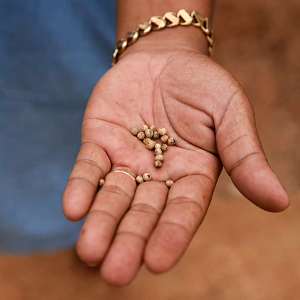 V čem je Kampotský pepř lepší?